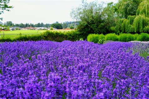 Lavender is a light value of the tertiary color red-violet, so it is made of shades of red and blue. Specifically, lavender has more red than blue. It also includes some white to c...